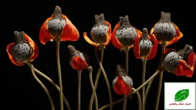 برای ترک تریاک چه بخوریم تا درد نکشیم؟