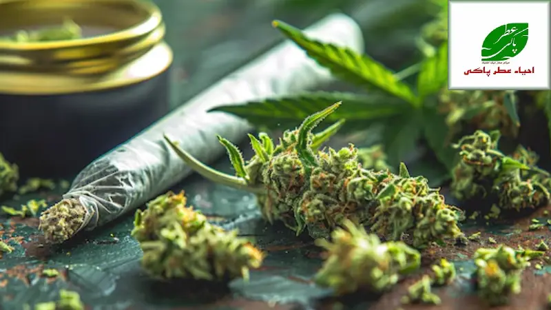 عوارض بلند مدت ماری جوانا بر جسم و روان چرا ترک آن ضرورت دارد؟