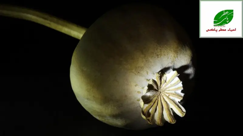 کمپ ترک اعتیاد عطر پاکی دروازه امید و زندگی دوباره