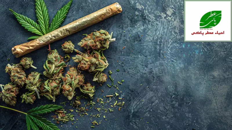 عوارض بلند مدت ماری جوانا بر جسم و روان : چرا ترک آن ضرورت دارد؟ 4 ✨ کمپ ترک اعتیاد عطر پاکی جایی که آغاز دوباره بوی زندگی میدهد!