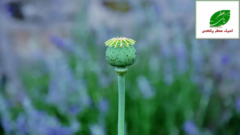 ❌ چه غذاهایی را نباید بخوریم؟