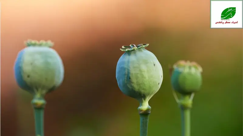 🍽️ استراتژی غذایی کلیدی چه بخوریم تا درد خماری کاهش یابد؟